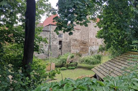 Hradní vrba